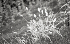 土手のエノコログサ