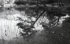 ＩＳＯ３２０でのFoma RETROPAN320