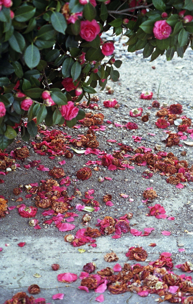 赤い落花はウクライナの血