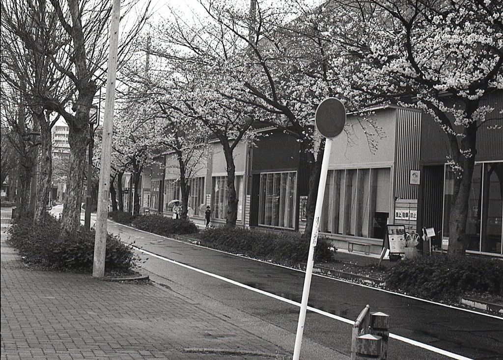雨の桜並木と新しい店並び