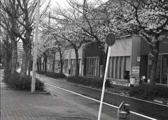 雨の桜並木と新しい店並び