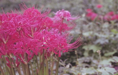 向こうにも、そして目の前に咲く紅の花