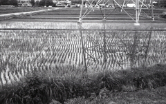 水田に写る鉄塔の影