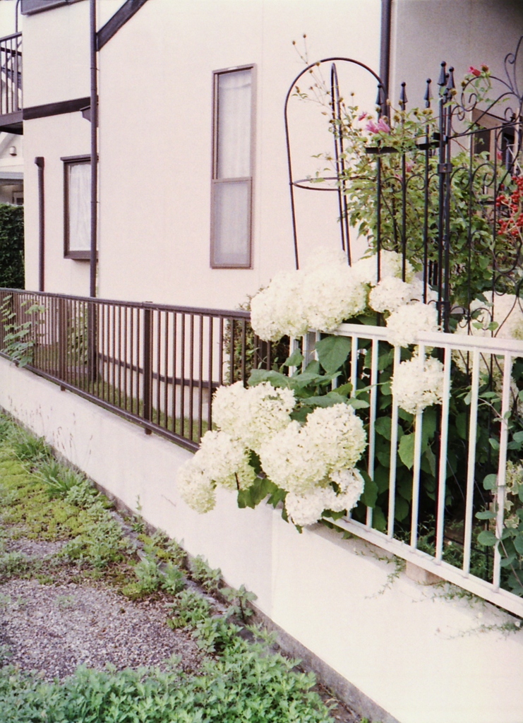 白く大きく立派な紫陽花でした。