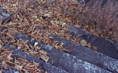 枯葉の石段　～冬の散歩道
