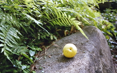 花梨の静物写真