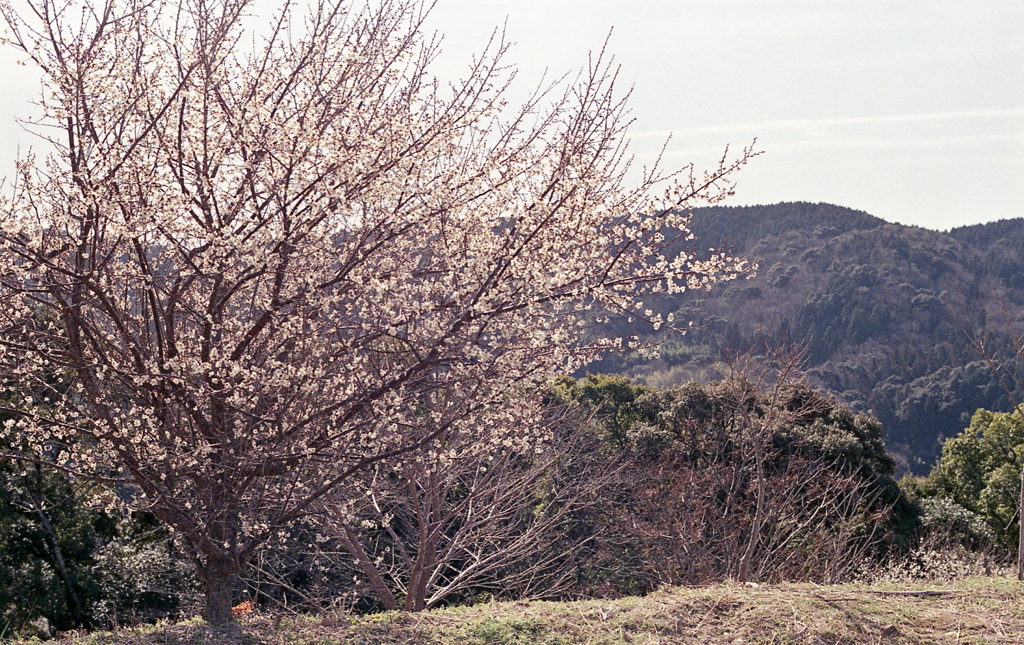 定光寺展望台の桜　～2021年3月撮影