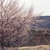 定光寺展望台の桜　～2021年3月撮影