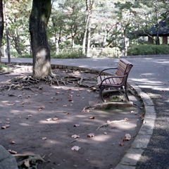 点在する落ち葉のベンチ　～東京カラー