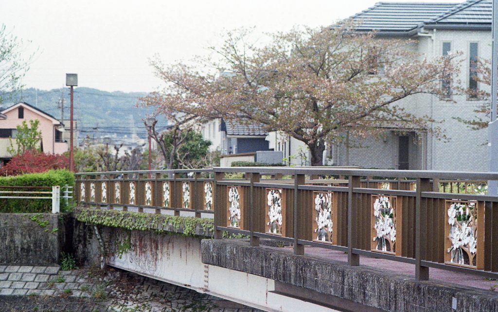葉桜の季節