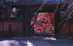 垣間見える赤茶色