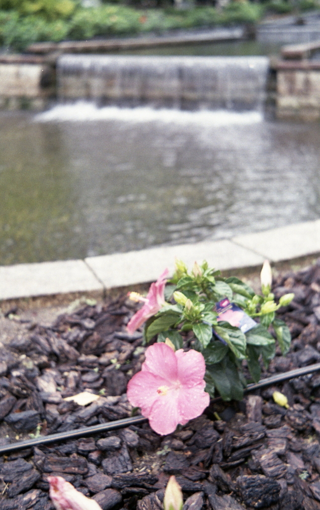 ハイビスカスが咲いていました。