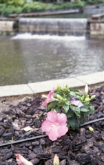 ハイビスカスが咲いていました。