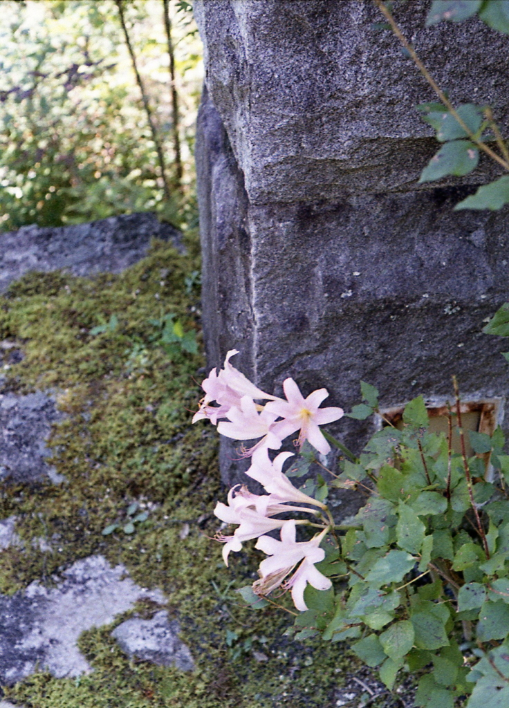 石柱に咲く百合