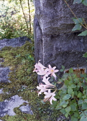 石柱に咲く百合