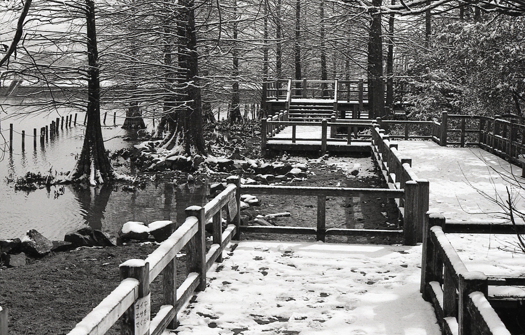 モノクロームな雪の植物園　Ⅳ