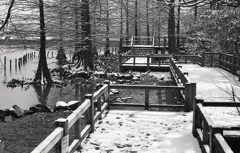 モノクロームな雪の植物園　Ⅳ