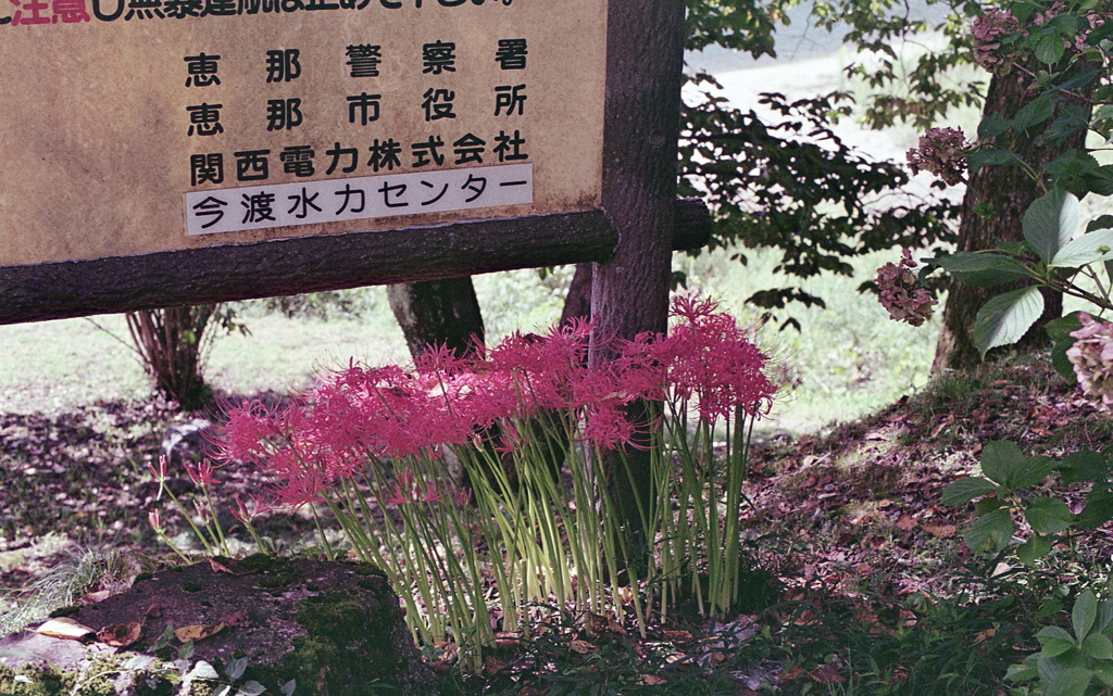 寄り添う曼殊沙華