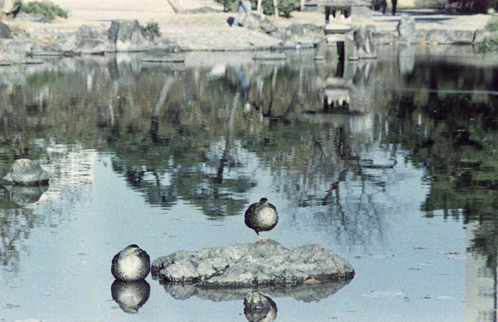 胡蝶ケ池の鴨Ⅱ