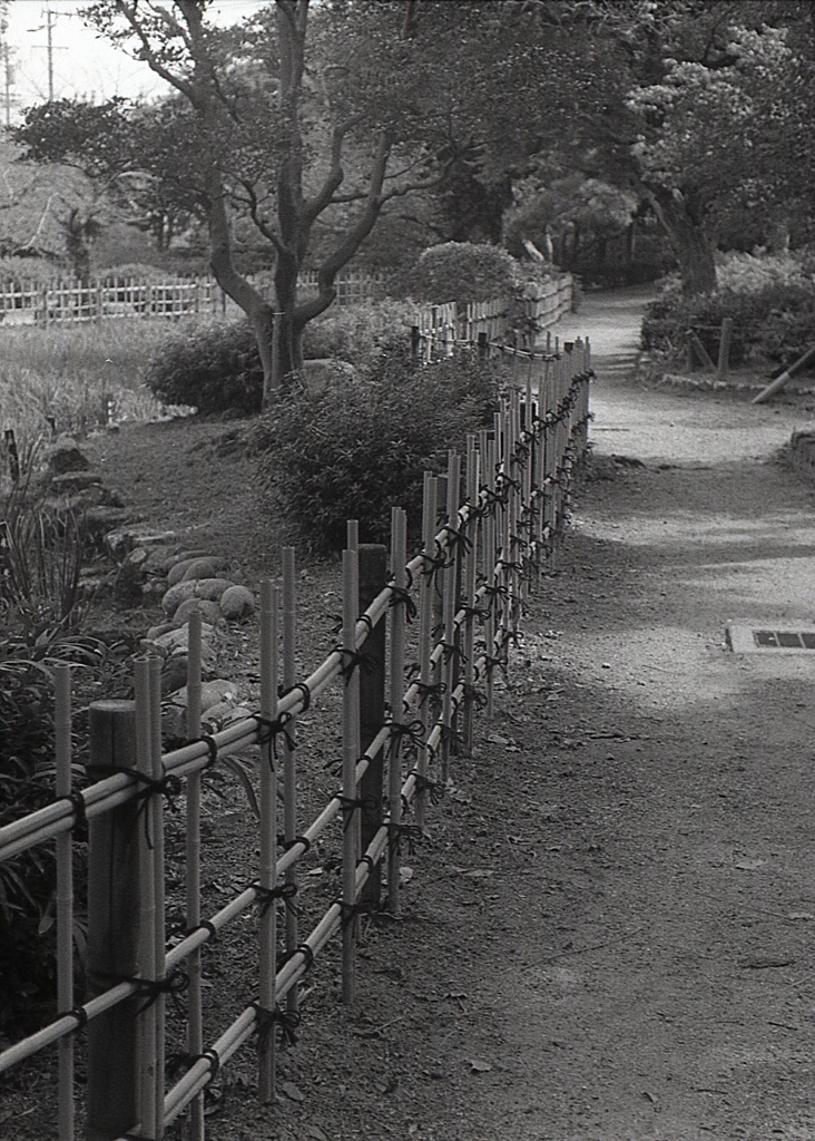 垣根伝って歩こうか