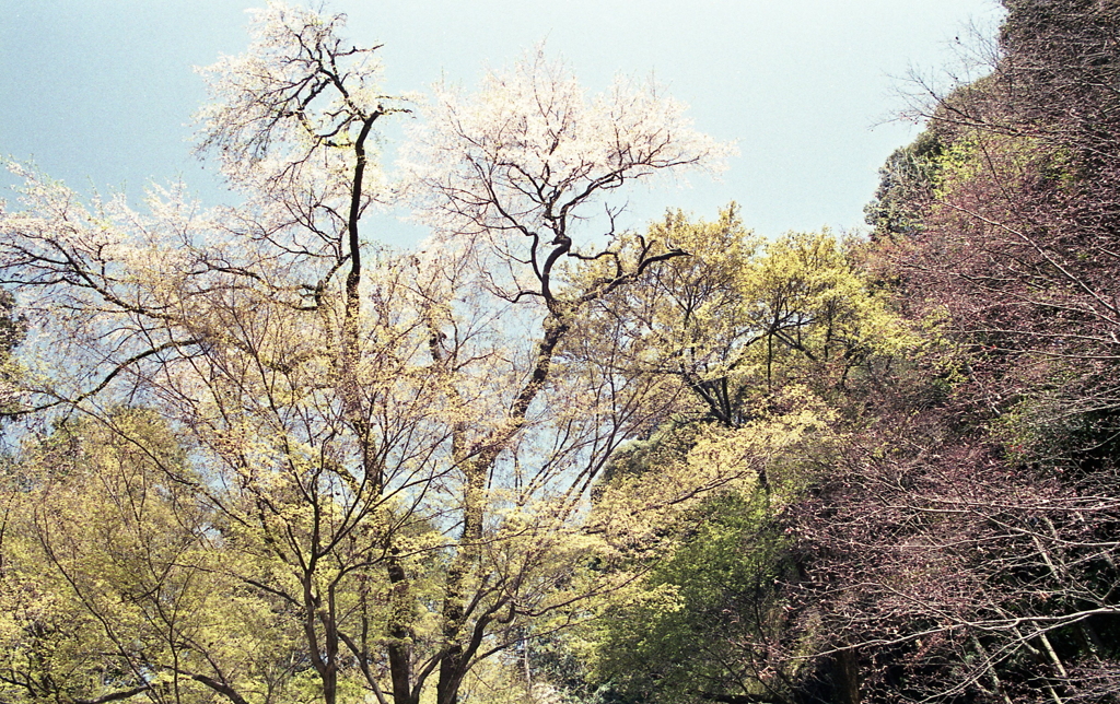 見上げると…桜