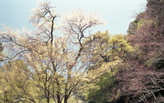 見上げると…桜