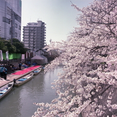 水門川の春風景