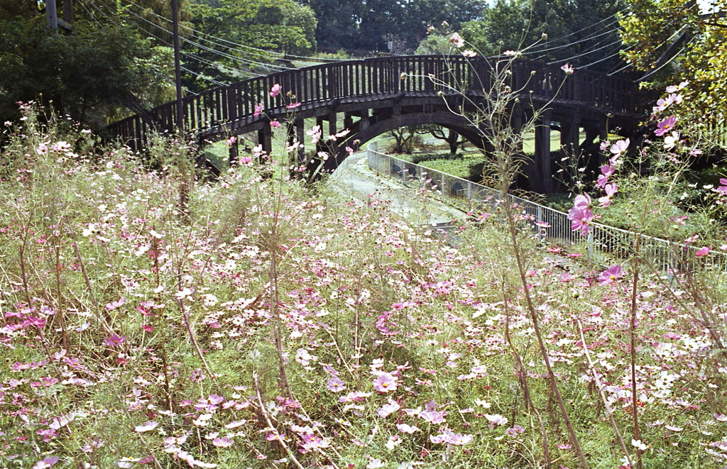 片隅の秋桜