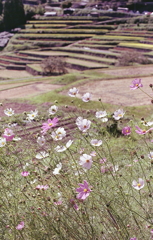 最後はコスモスでお別れでした。