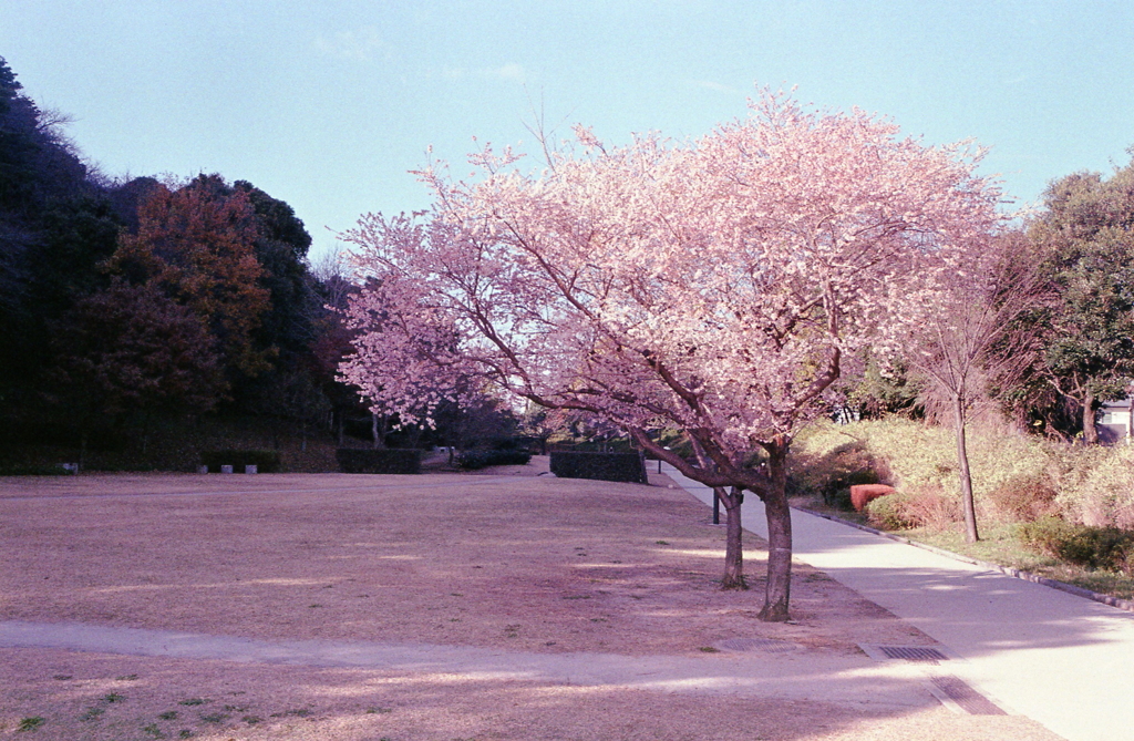小牧山の冬桜