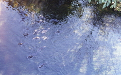 御用水を遡る鯉