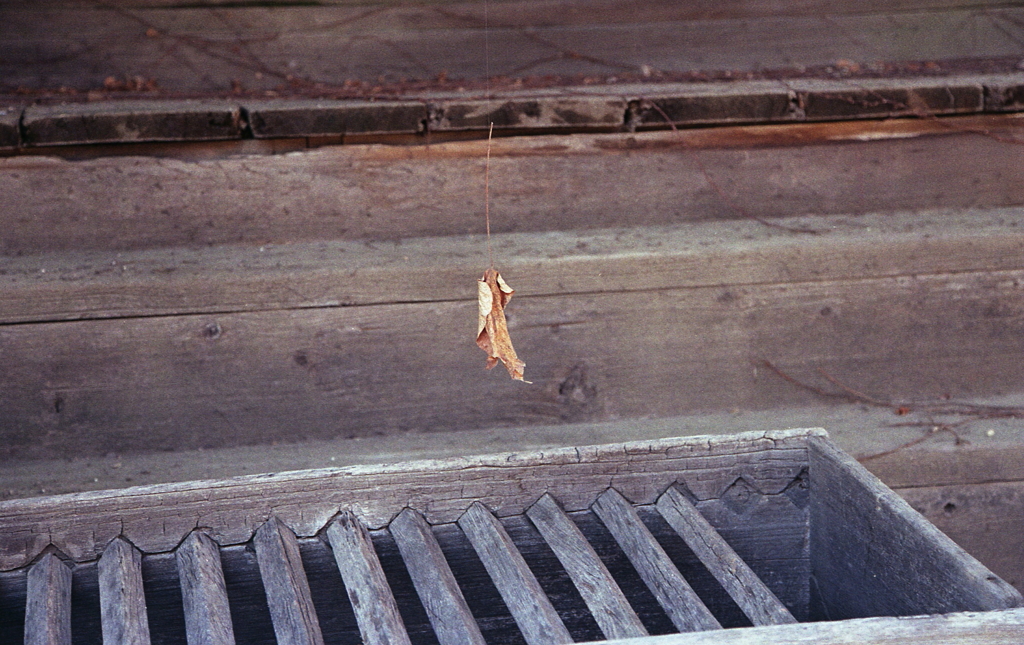 蜘蛛の糸に吊られて揺れる枯葉