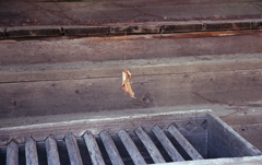 蜘蛛の糸に吊られて揺れる枯葉