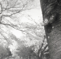 モノクロで桜のピンホール