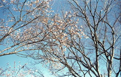 冬桜が綺麗でした。
