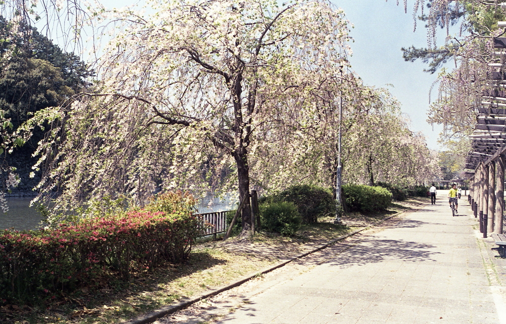 お堀際の枝垂れ桜