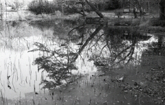 ＩＳＯ２００でのFoma RETROPAN320