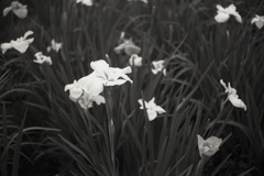 菖蒲の花