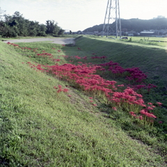 曼殊沙華の谷