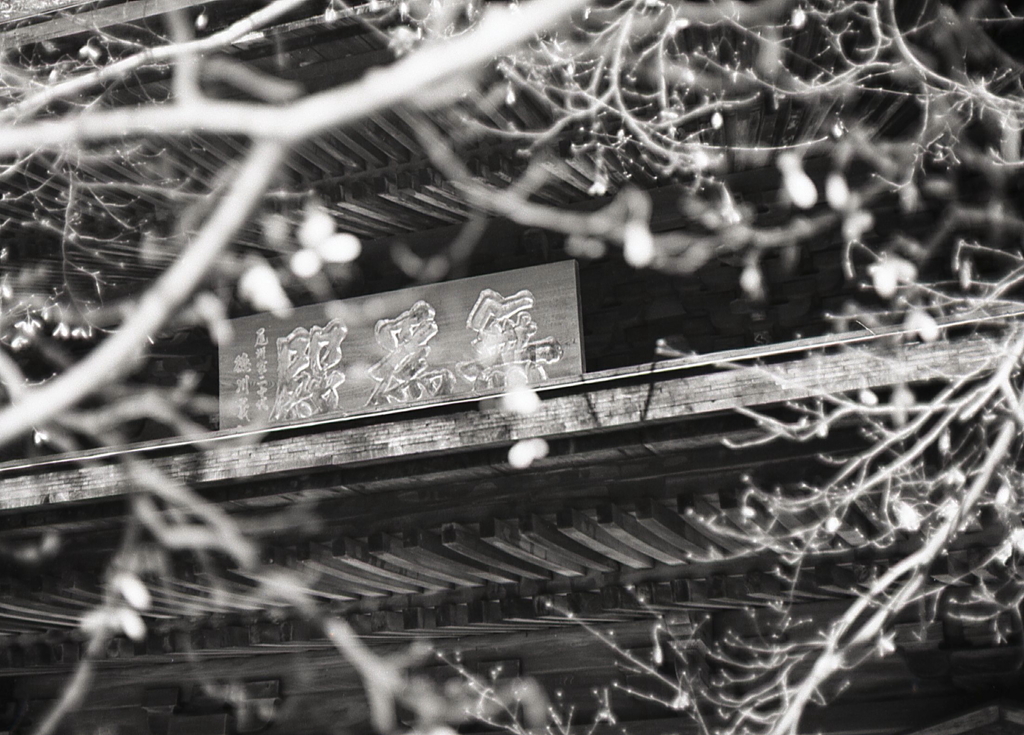 昨日は定光寺へ　～1月24日の写真日記