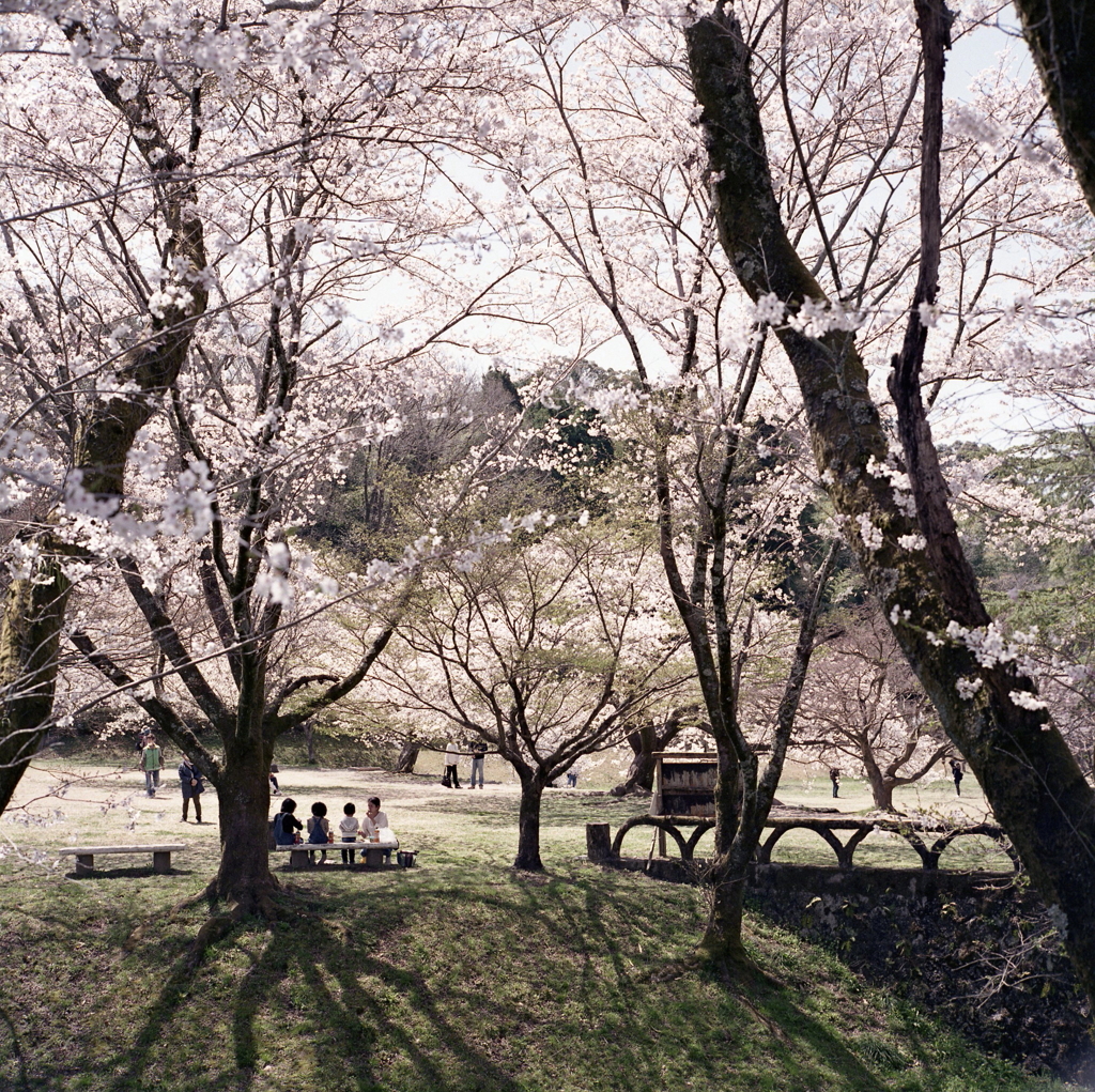 桜を愛でる家族