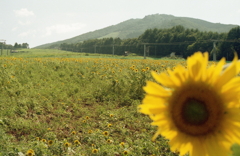 ひまわりの丘　～2012年8月