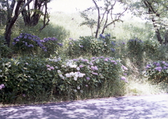 路傍の紫陽花Ⅱ