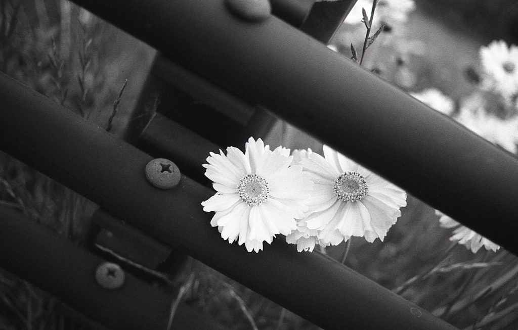 ガードポールから…オオキンケイギク