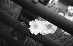 ガードポールから…オオキンケイギク