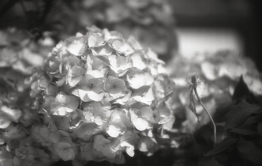 紫陽花の花　～モノクロフィルムPSフィルター試写