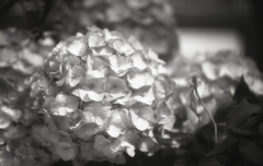 紫陽花の花　～モノクロフィルムPSフィルター試写