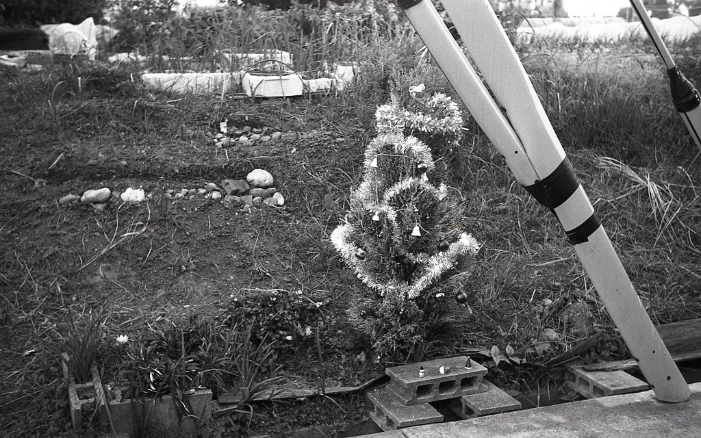 菜園脇のクリスマスツリー