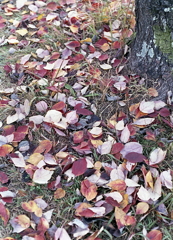 赤茶色に散りばめられて