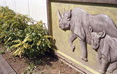 はじめに出会ったのはサイでした。（笑